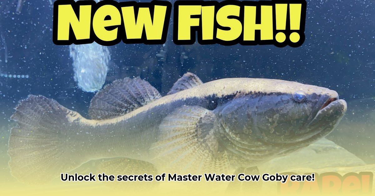water-cow-goby-fish-keeping